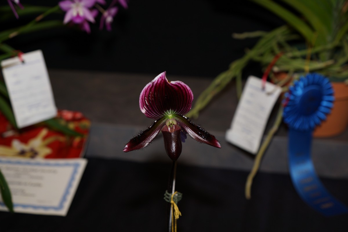 orchid0001