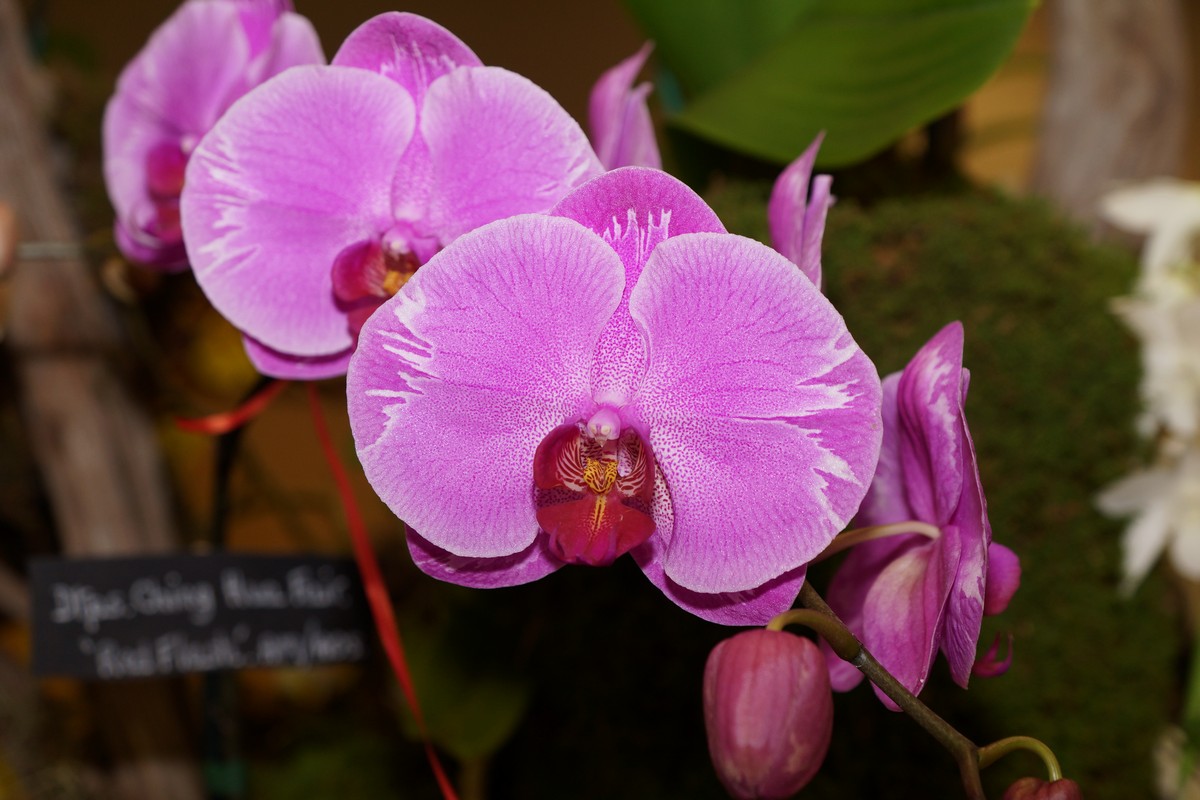 orchid0013