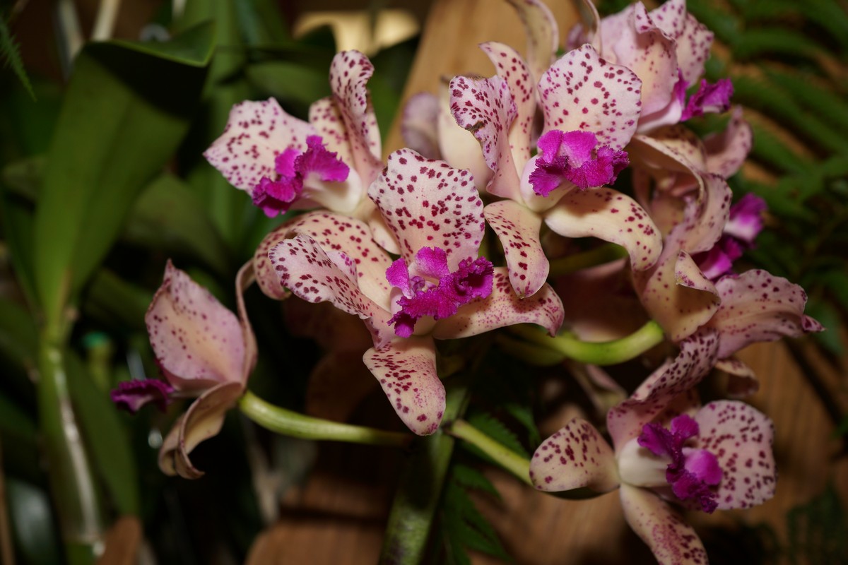 orchid0017
