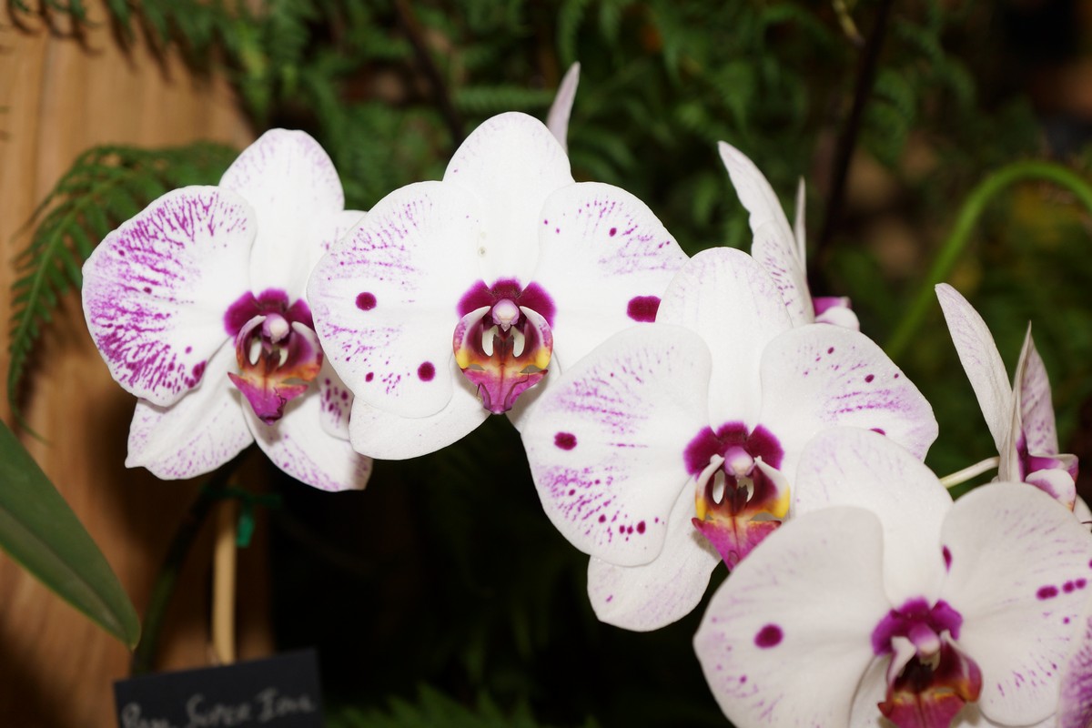 orchid0018