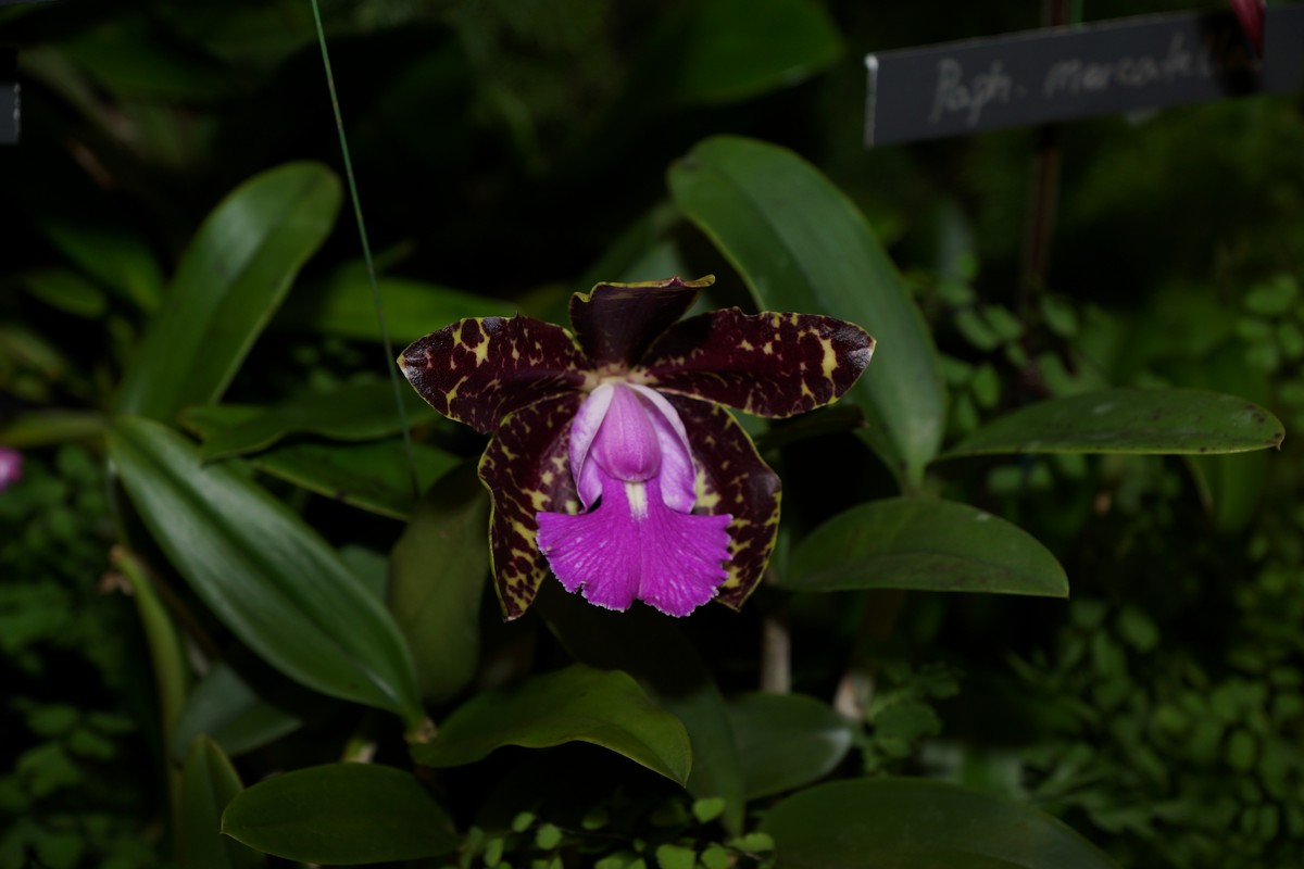 orchid0021