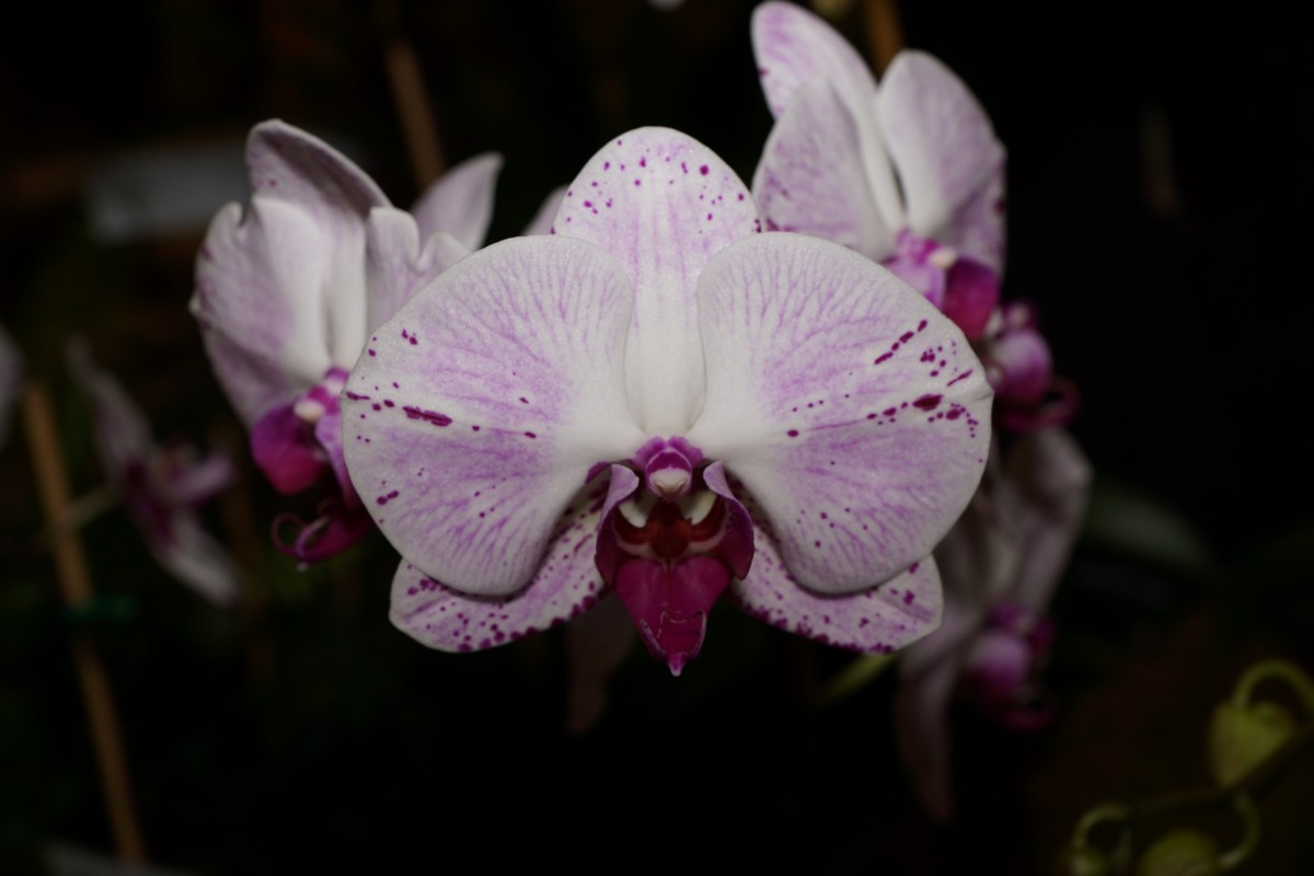 orchid0028