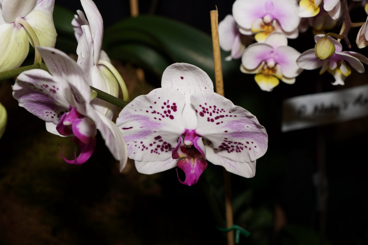 orchid0032