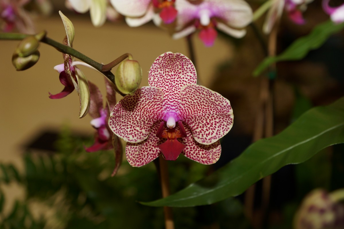 orchid0033