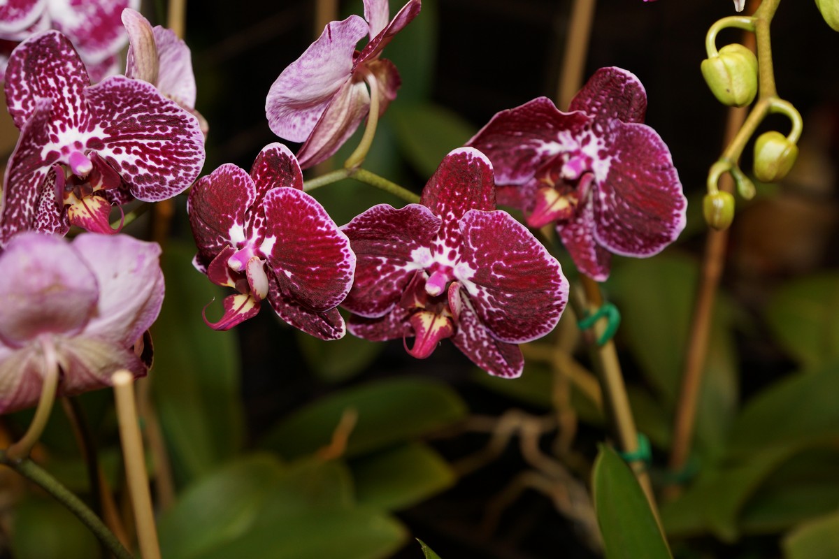 orchid0037