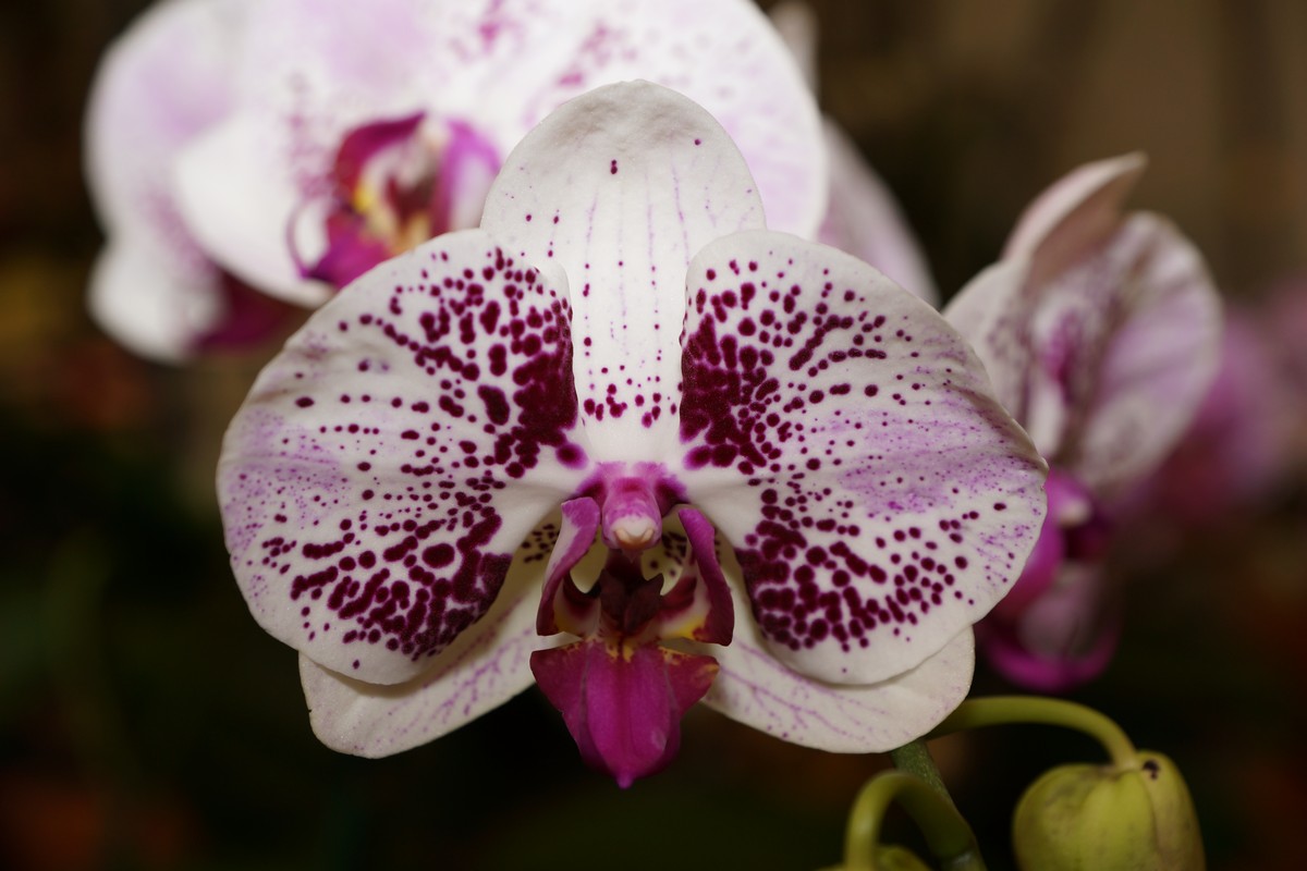 orchid0047