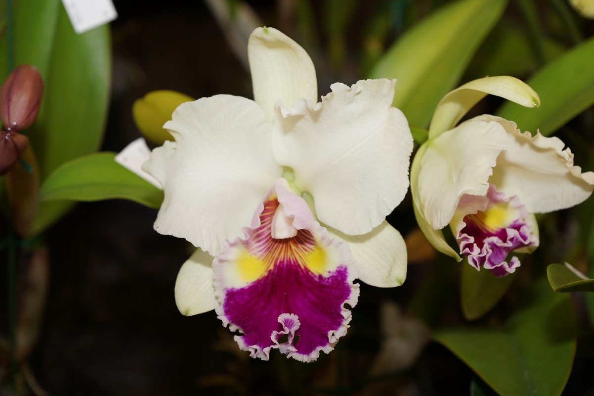 orchid0050