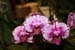 orchid0049