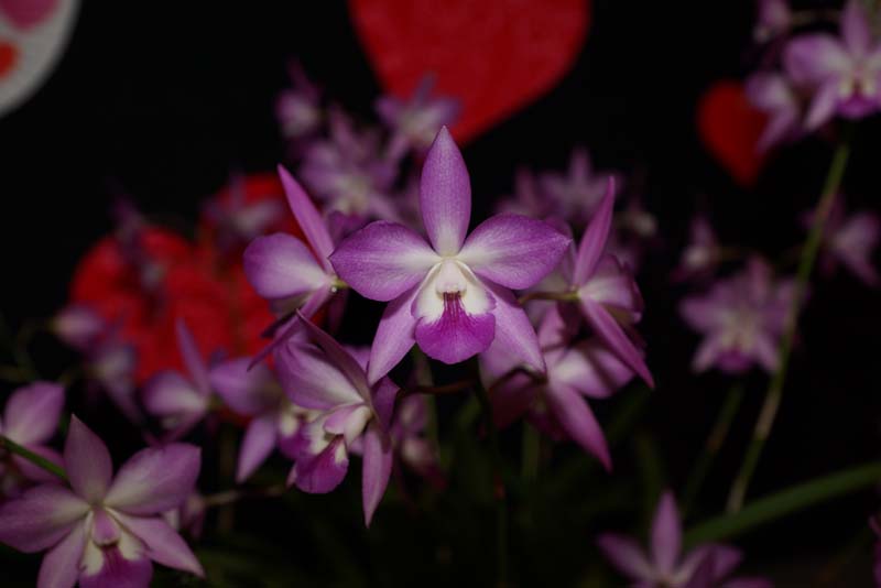 orchid0004