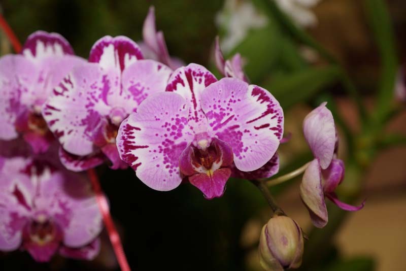 orchid0011