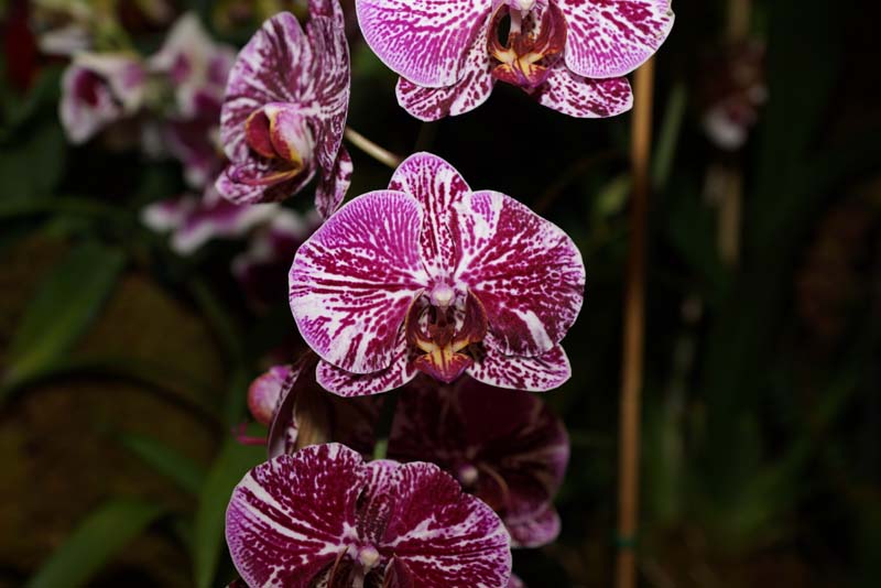 orchid0025