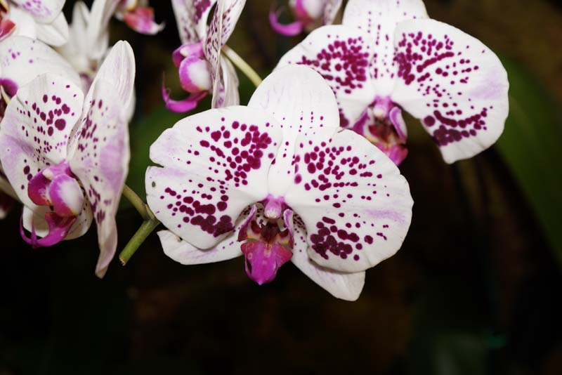 orchid0026