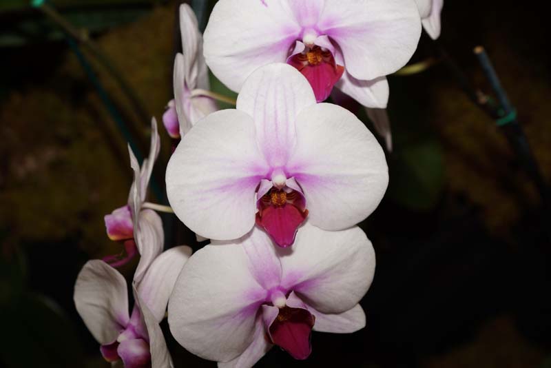 orchid0027