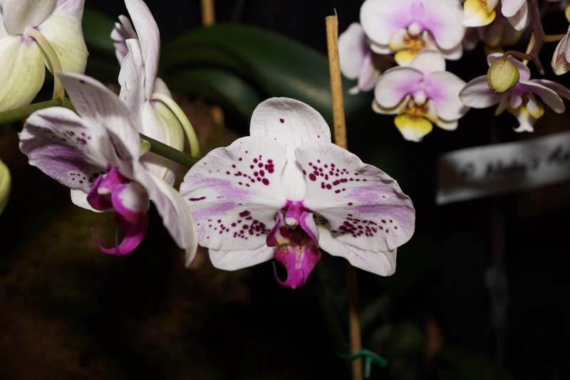 orchid0032