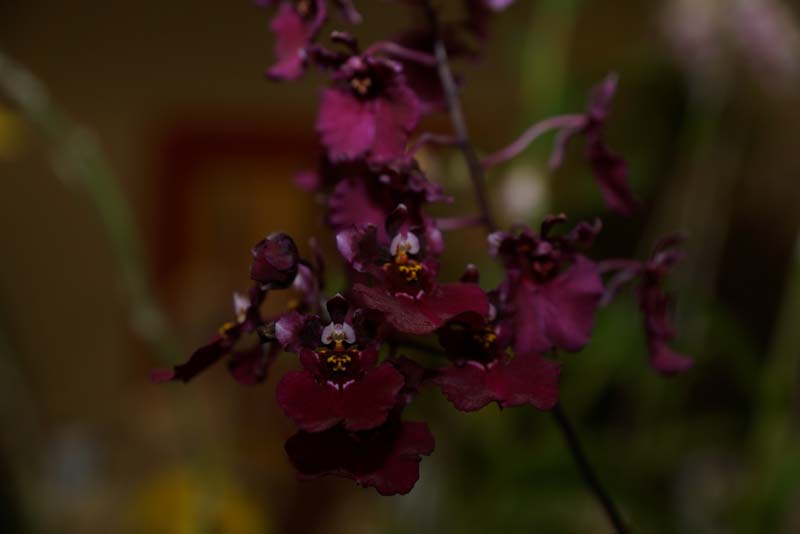 orchid0034