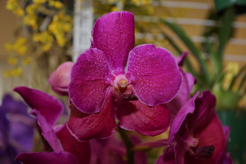 orchid0039