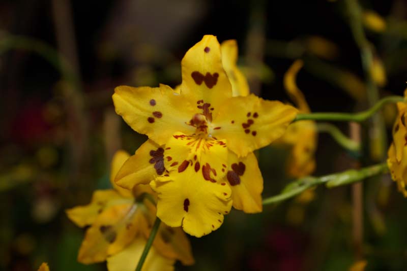 orchid0042