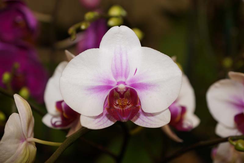 orchid0046