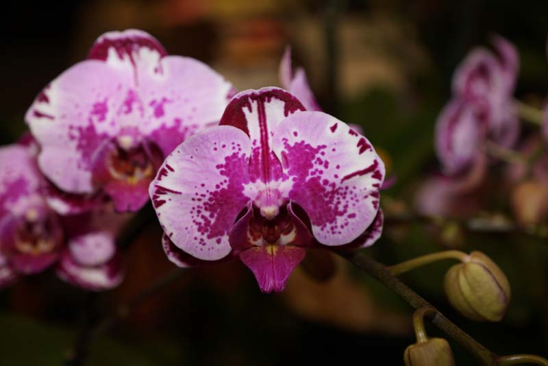 orchid0048