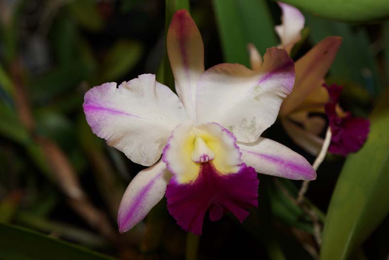 orchid0058