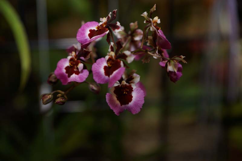 orchid0060