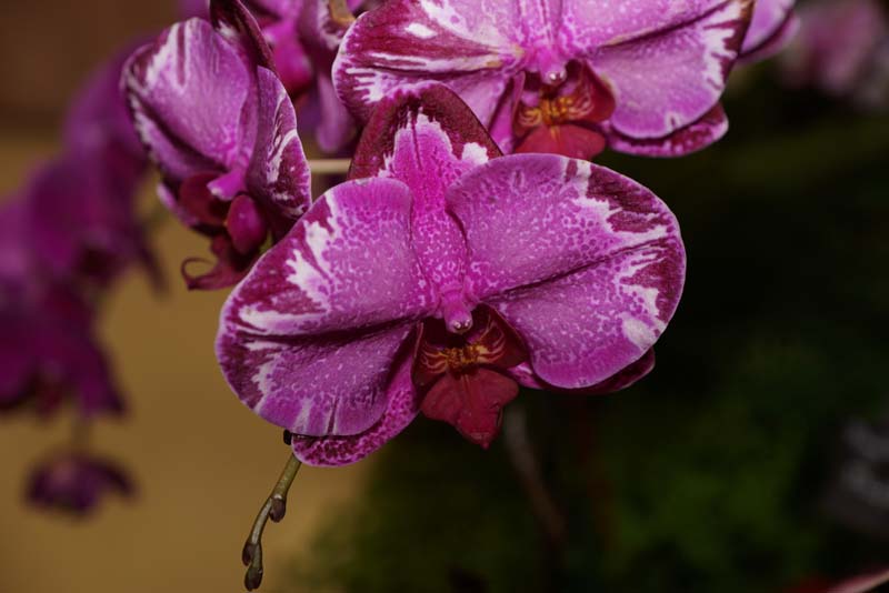 orchid0066