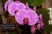 orchid0013