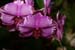 orchid0014