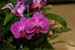 orchid0019