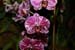 orchid0025