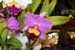 orchid0036