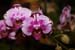 orchid0048