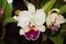 orchid0050