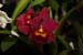 orchid0051
