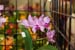 orchid0052