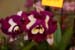 orchid0054