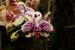 orchid0059