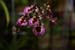 orchid0060